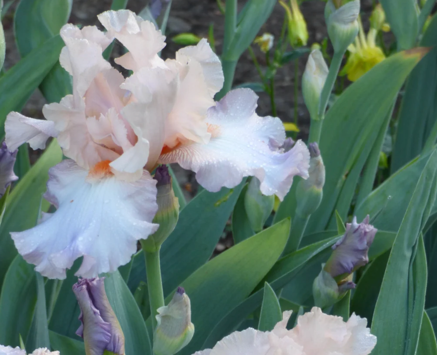 Celebration Song tall bearded iris with apricot-pink standards and blue-lavender falls in garden