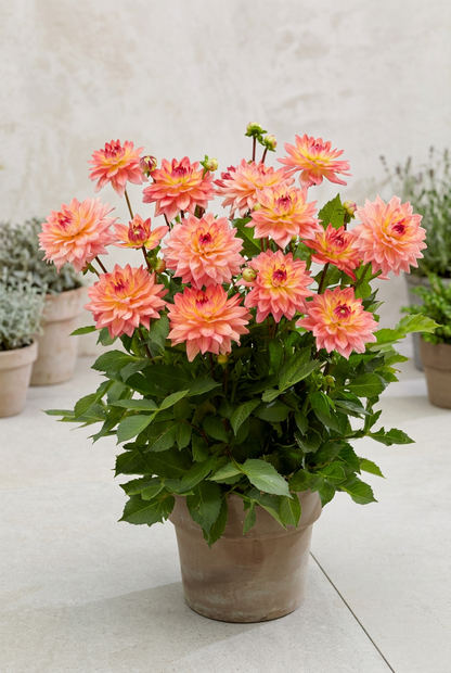 Mature Melody Dora dahlia growing in a patio pot, planting inspiration