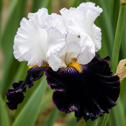 A close-up of a white and dark purple iris flower with yellow accents, set against a soft-focus background of green leaves.