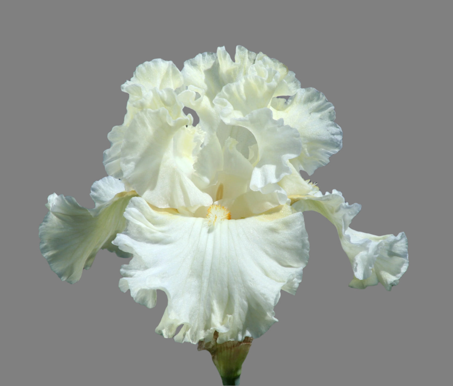 Boston Cream iris with pale yellow standards and creamy white falls, preorder now at Blue Buddha Farm.