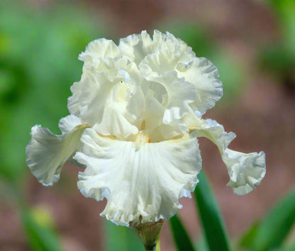 Boston Cream iris with pale yellow standards and creamy white falls, preorder now at Blue Buddha Farm.