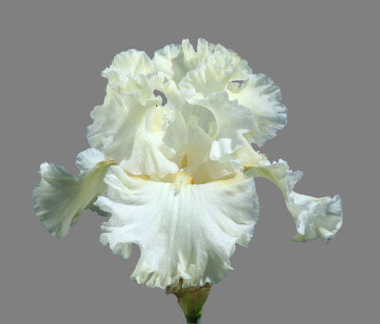 Boston Cream iris with pale yellow standards and creamy white falls, preorder now at Blue Buddha Farm.