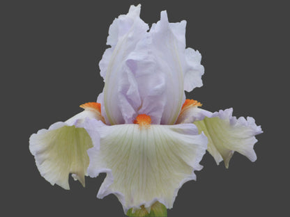 Classic Cool iris with crisp white and soft blue tones, lightly ruffled midseason blooms. Preorder from Blue Buddha Farm.