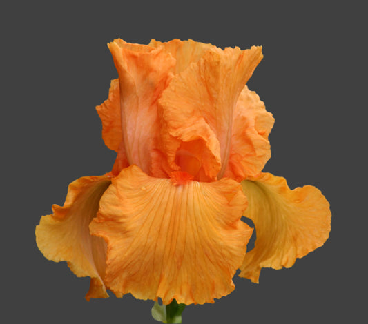Coup de Soleil iris with golden yellow petals and bright tangerine beards, preorder boutique iris for Fall 2025 from Blue Buddha Farm.
