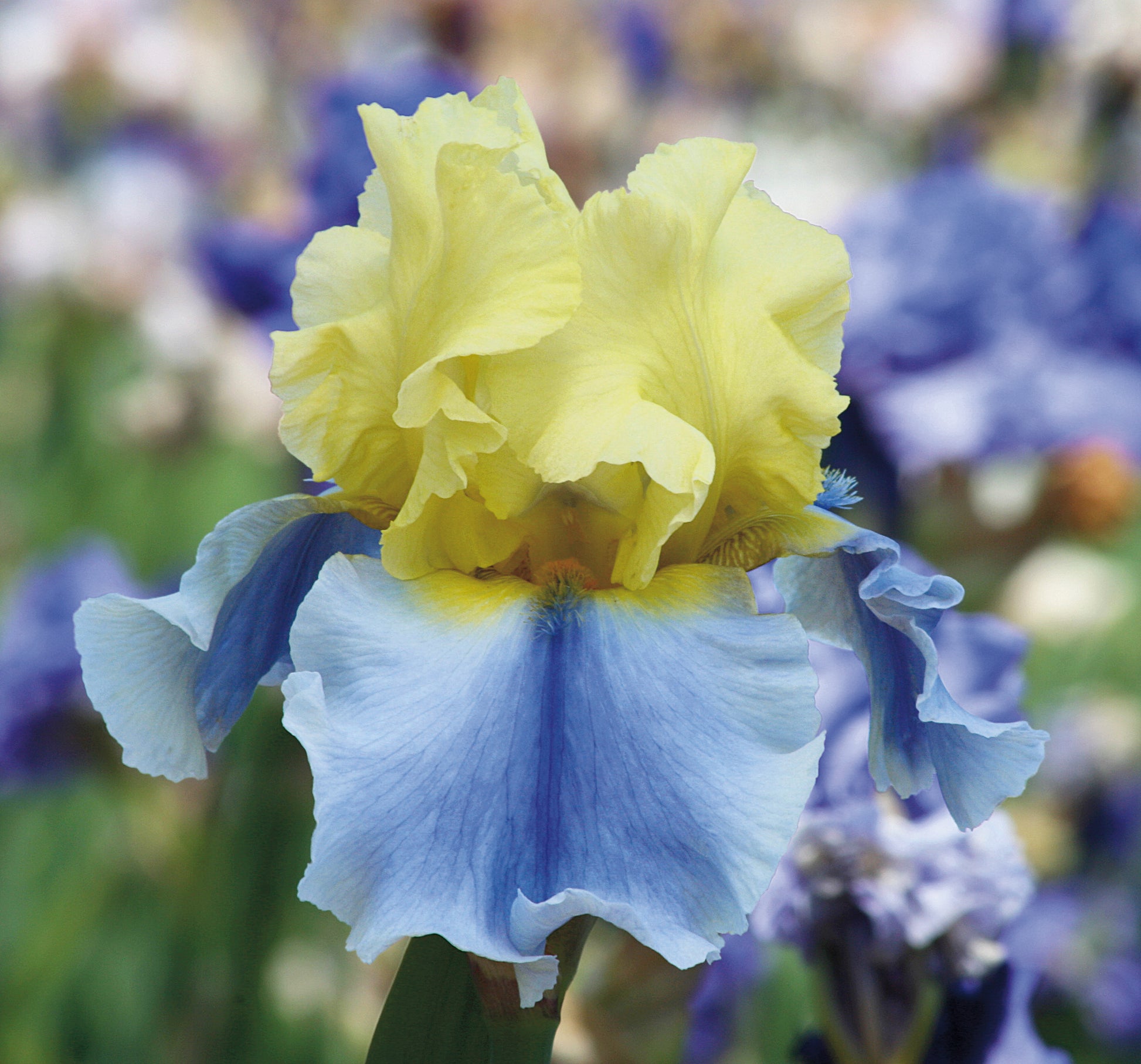 Easter Candy iris with pale yellow standards and soft blue-violet falls