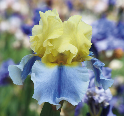 Easter Candy iris with pale yellow standards and soft blue-violet falls