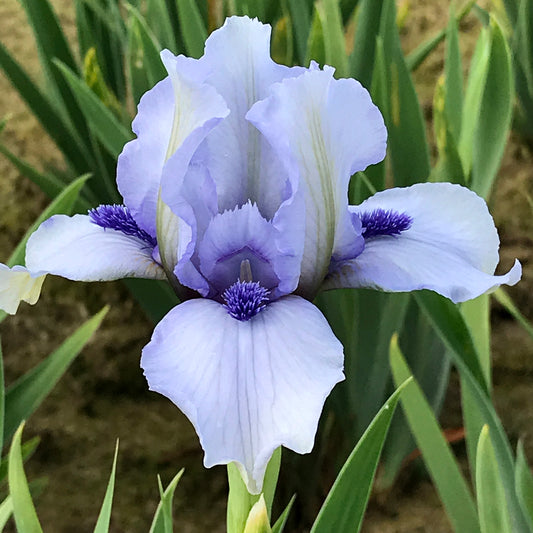 Purple and white iris flower with green leaves in the background