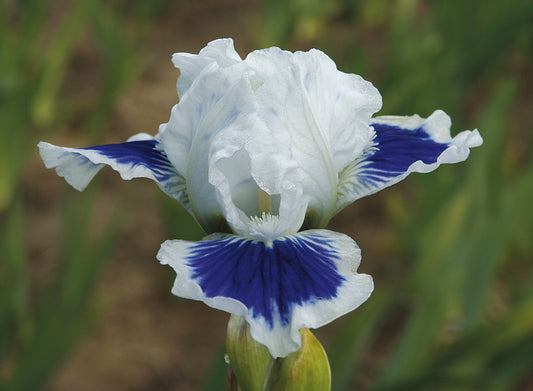 ‘Open Your Eyes’ dwarf iris with crisp white standards and dark blue falls blooming in spring