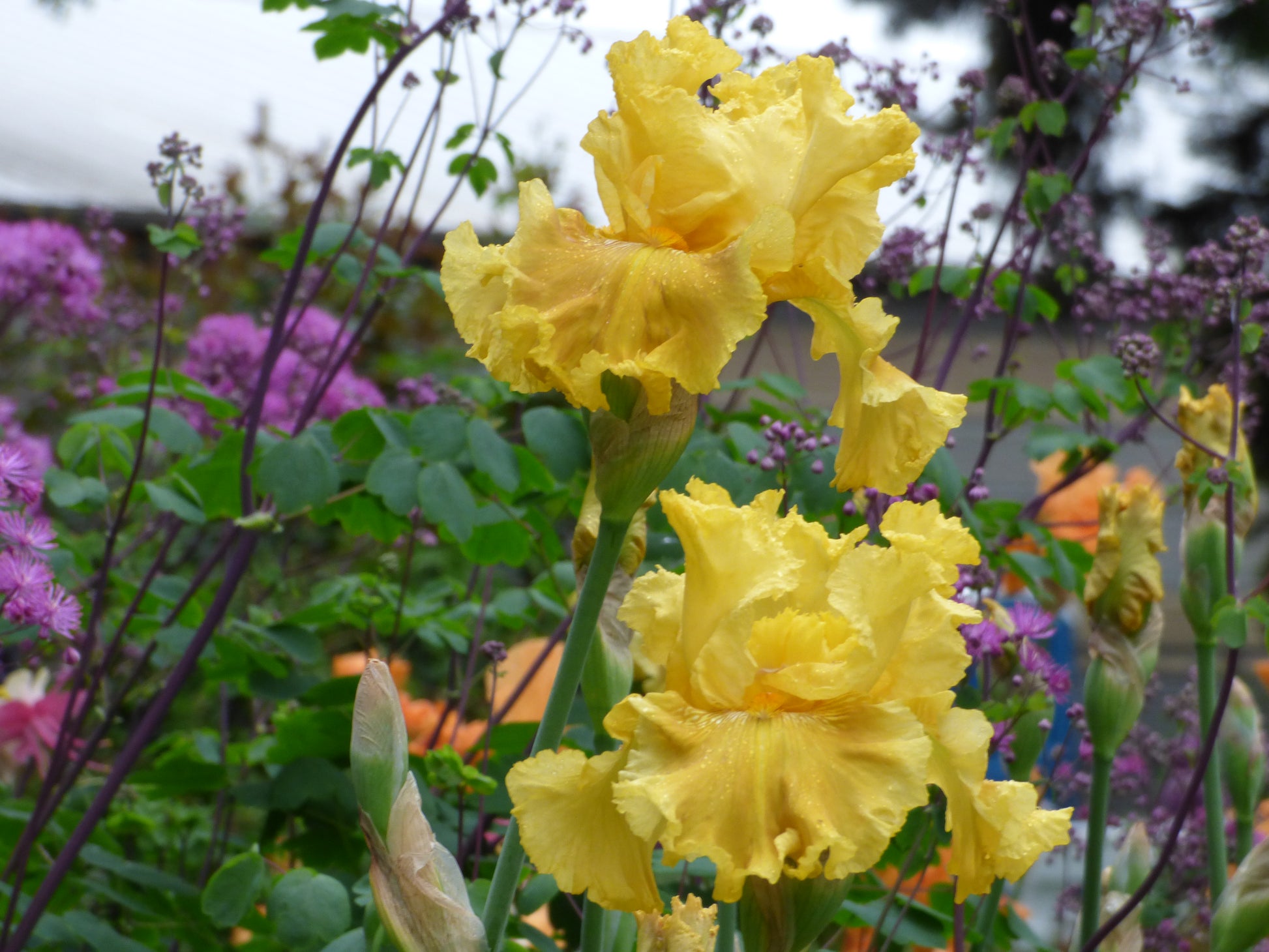 Oregon Firestorm Bearded Iris with golden yellow blooms and strong 37" stems, available from Blue Buddha Farm.
