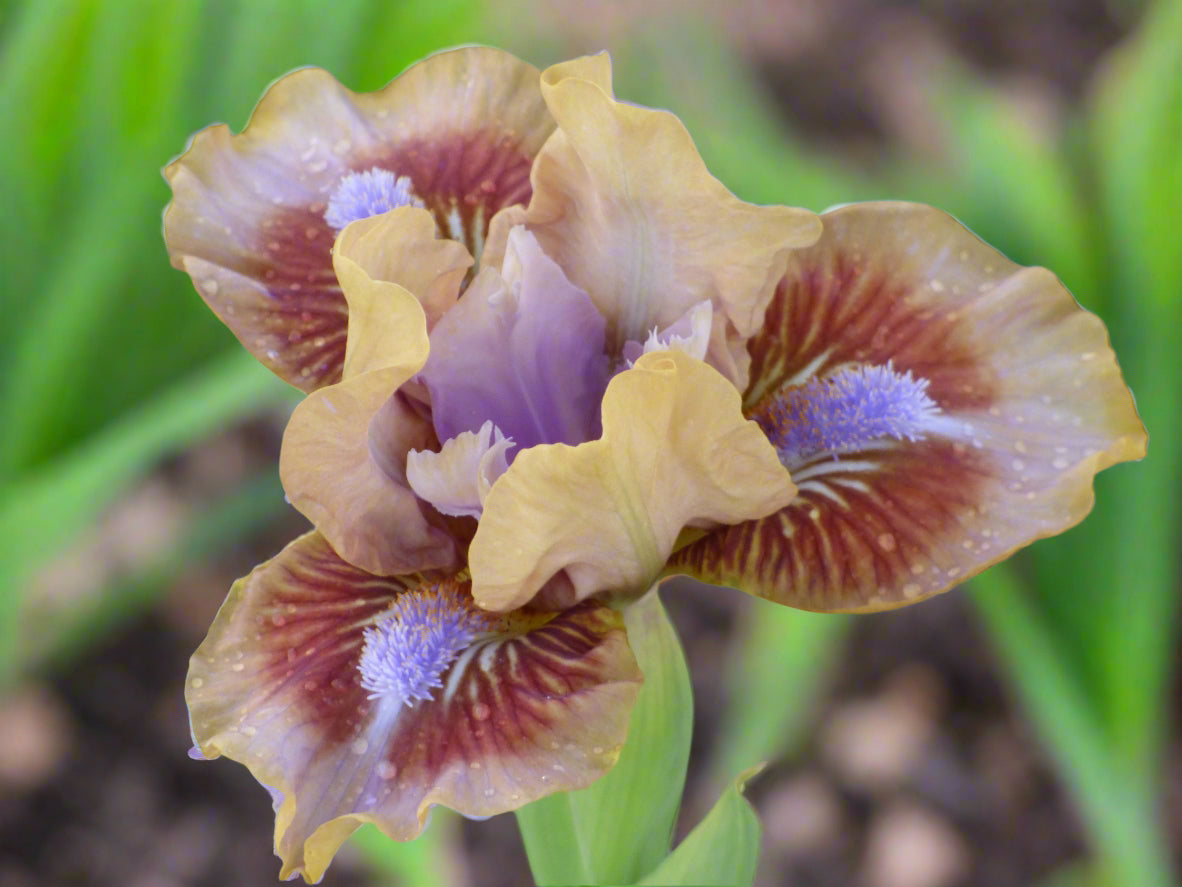 Dwarf bearded iris 'Antsy' in bloom with tan petals and brown falls edged in yellow.