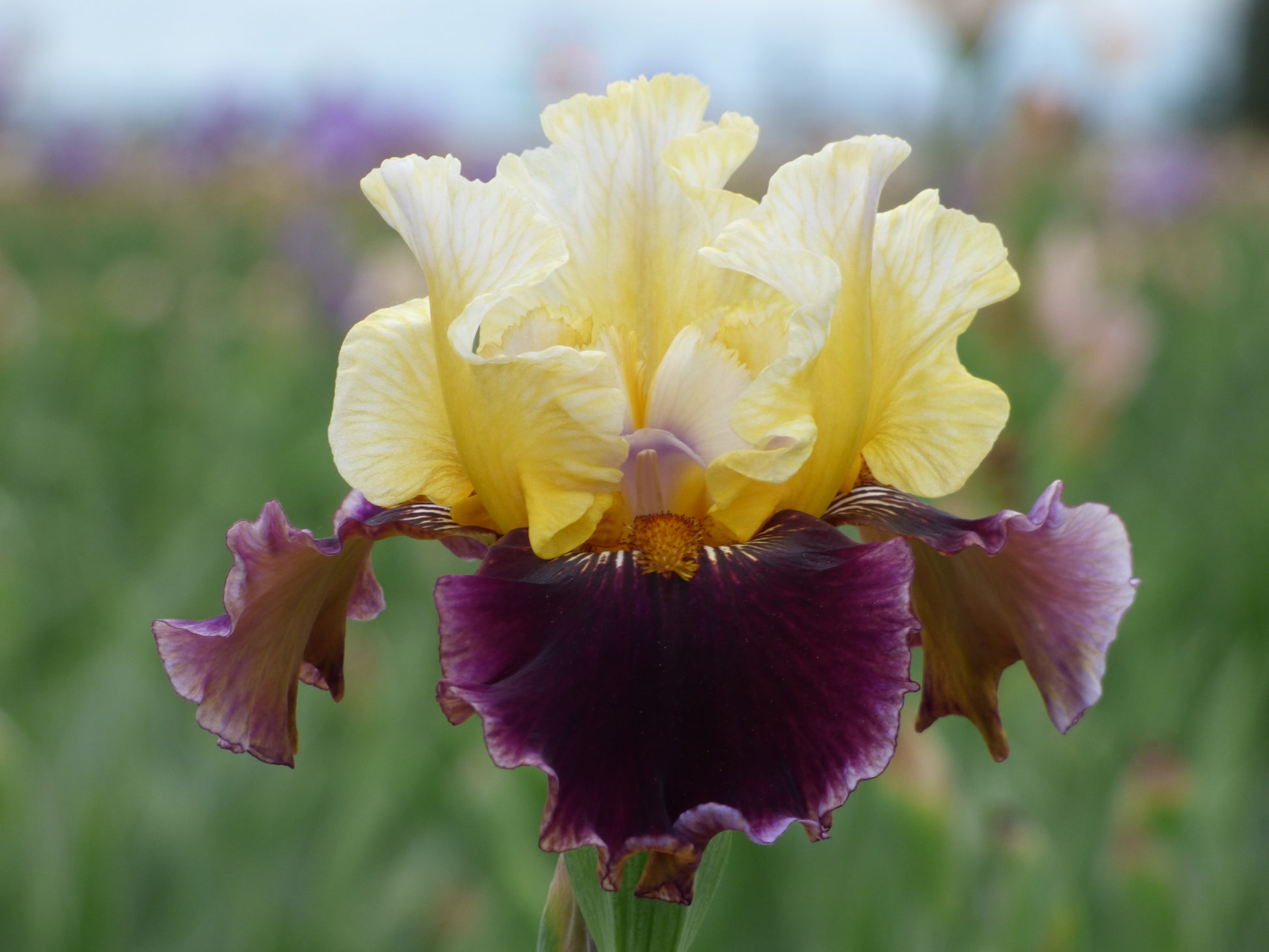 'Banana Wind' bearded iris with banana-yellow and maroon bicolor petals.