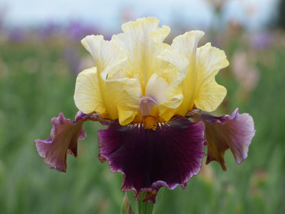 'Banana Wind' bearded iris with banana-yellow and maroon bicolor petals.