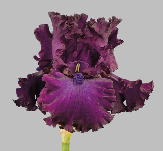 Berry Fulfilling tall bearded iris with deep purple standards and magenta falls, vibrant orange beard, available for preorder at Blue Buddha Farm.