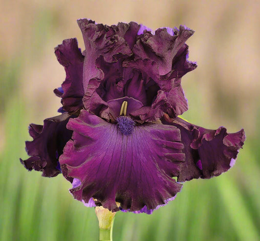Berry Fulfilling tall bearded iris with deep purple standards and magenta falls, vibrant orange beard, available for preorder at Blue Buddha Farm.