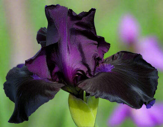 Close-up of a dark purple iris flower with green leaves in the background