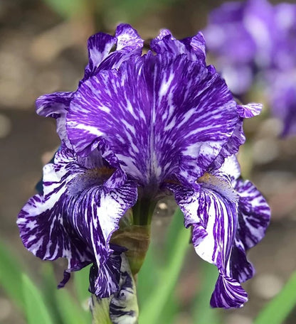 A whimsical yet elegant Blueberry frilly iris blooms with ruffled, deep blue petals edged in delicate lavender. The intricate layers of the petals create a soft, frilly texture, while the flower’s center glows with hints of golden yellow, all set against a serene, blurred green background.