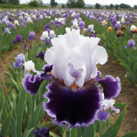 A close-up of a ruffled iris flower with a white upper bloom and a deep purple lower petal with lighter purple edging, photographed in a blurred field.