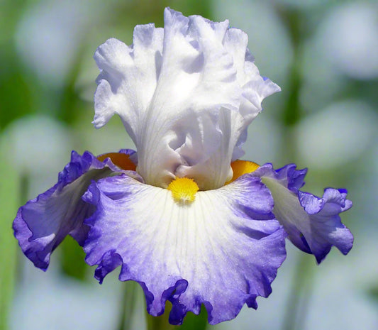 Brilliant Idea tall bearded iris with crisp white standards and blue-banded falls.
