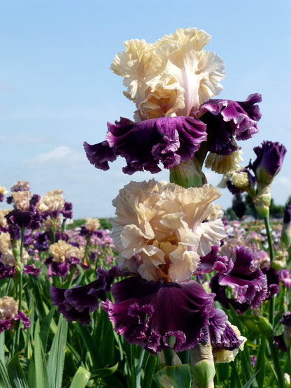 Tall bearded iris in rich apricot and deep purple hues.