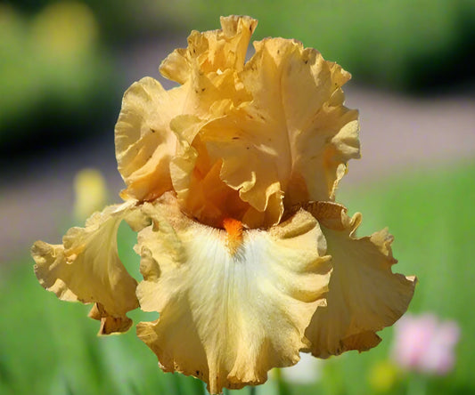 Butterlicious iris with apricot petals and burgundy-speckled falls.