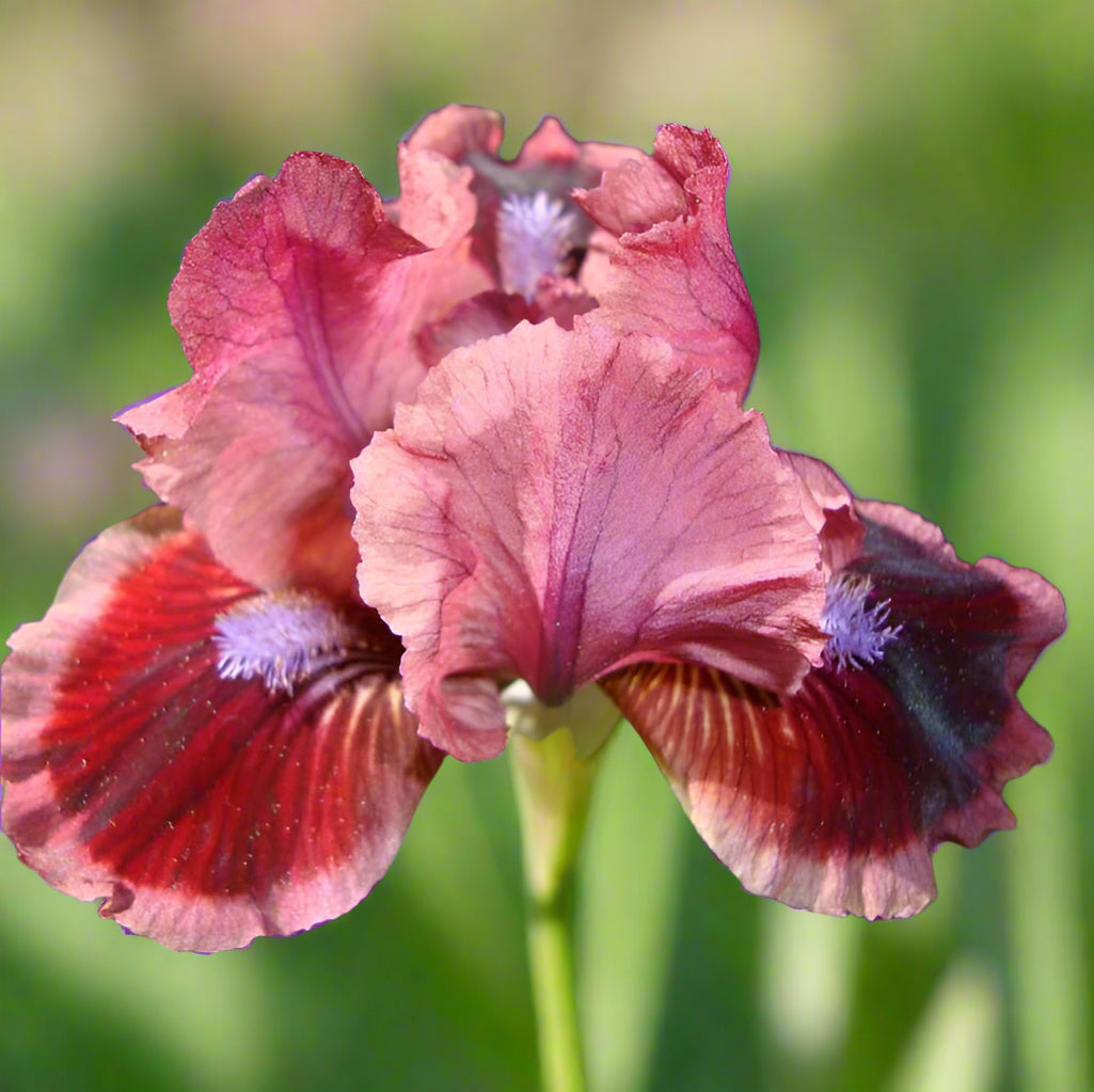 Cat’s Eye dwarf iris with soft rose petals and deep red thumbprints.