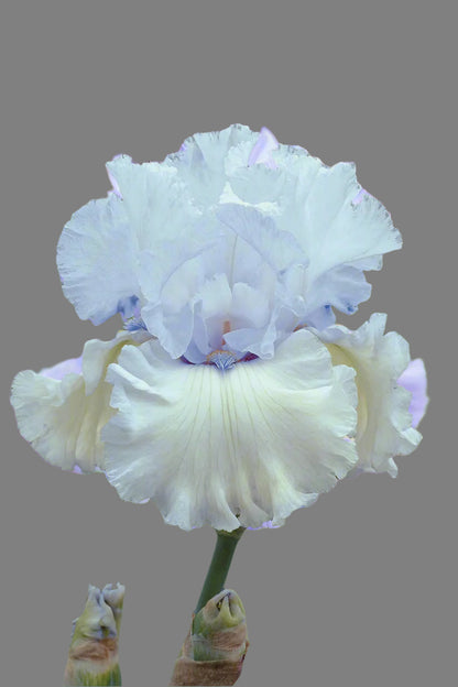 Chinook Winds iris with icy white standards and lavender falls, ruffled midseason blooms. Preorder now from Blue Buddha Farm.