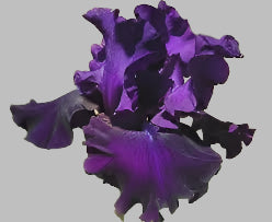 Diabolique iris with deep velvety black-purple blooms and violet standards, preorder from Blue Buddha Farm for Fall 2025.