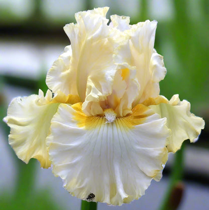 Diamond Broker iris with creamy white and lemon-cream petals blooming in spring