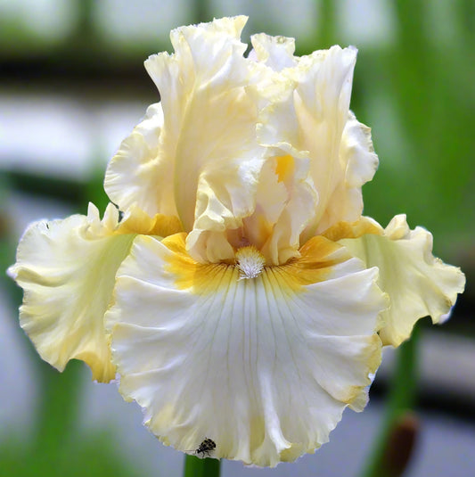 Diamond Broker iris with creamy white and lemon-cream petals blooming in spring