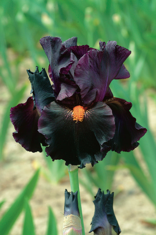 Dracula’s Kiss bearded iris with dark purple falls and bright tangerine beards blooming in spring.