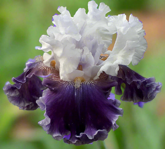 Close-up of a white and purple bearded iris with blurred green background