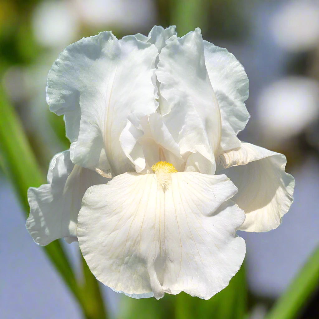 Frequent Flyer iris with crisp white petals and pale lemon beards, a fragrant, reblooming variety perfect for sunny borders or shaded garden beds—Blue Buddha Farm Fall Preorder.