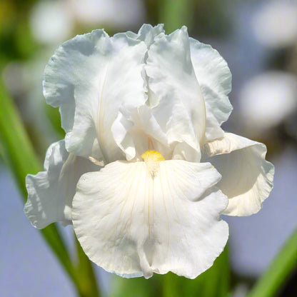 Frequent Flyer iris with crisp white petals and pale lemon beards, a fragrant, reblooming variety perfect for sunny borders or shaded garden beds—Blue Buddha Farm Fall Preorder.