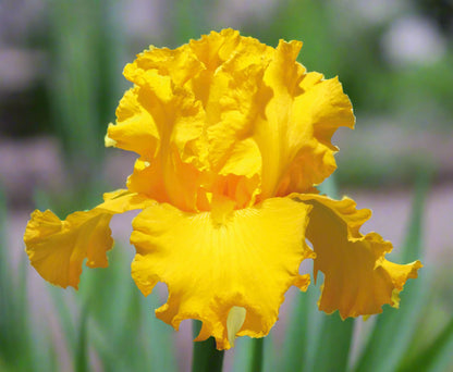 Garden Time – Tall Bearded Iris Rhizome | Bright Yellow Blooms
