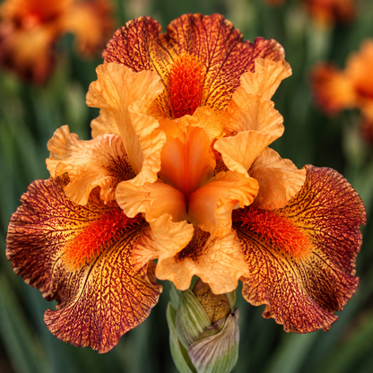 Hot Lava Standard Dwarf Bearded Iris Rhizome | Fiery Orange & Red Bearded Iris