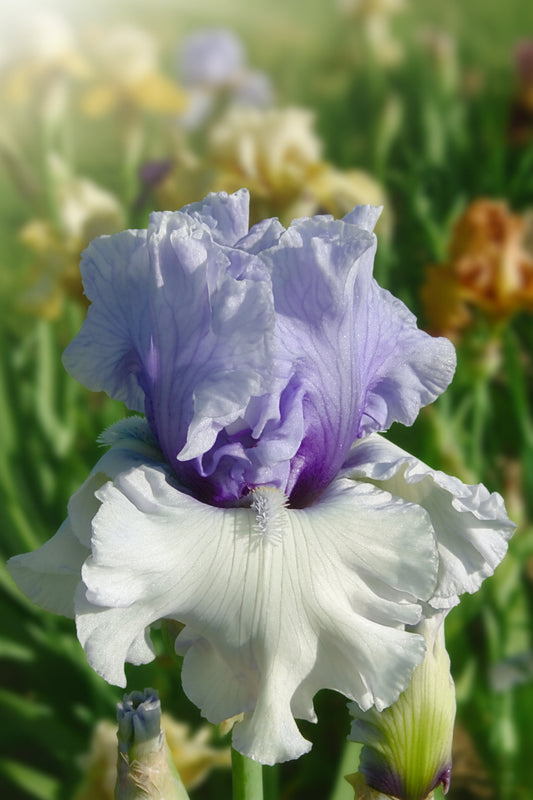 A close-up of a white and light purple iris flower in full bloom, surrounded by green foliage and other blurred flowers in the background.