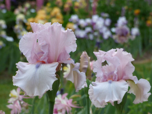 Two pink irises with ruffled petals in a garden setting.