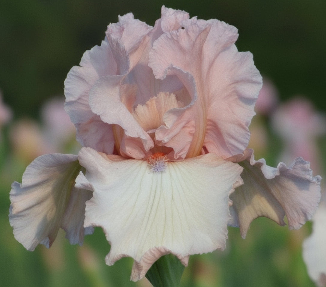 Pink iris flower with a blurred green background, labeled 'c. Schreiner's Iris Gardens'.