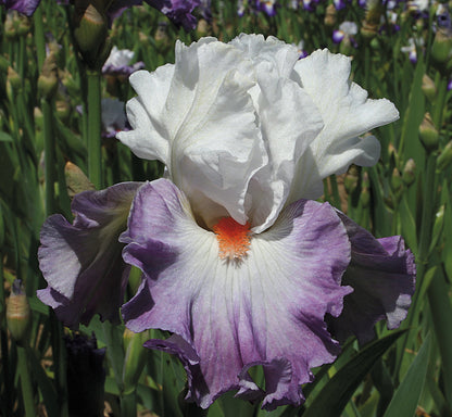 Linda Nelson bearded iris with white standards and deep violet falls