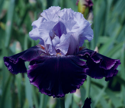 Lone Wolf bearded iris with lavender standards and velvety blue falls