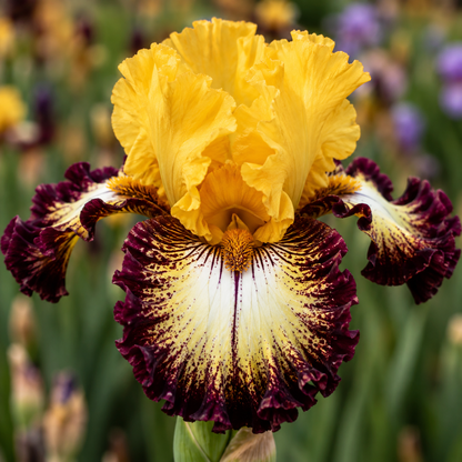 A close-up of a yellow iris flower with deep burgundy and cream markings, photographed in a blurred garden setting.