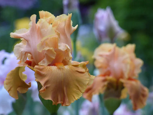 Mai Tai Join You iris bloom with burnt orange falls and lighter orange standards
