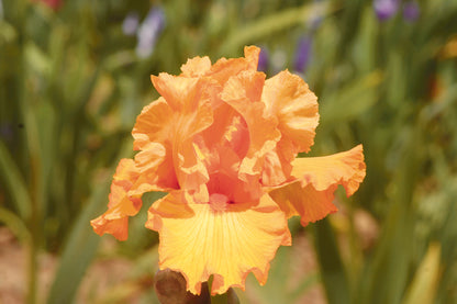 Mango Passion iris bloom in tropical mango-orange with ruffled petals