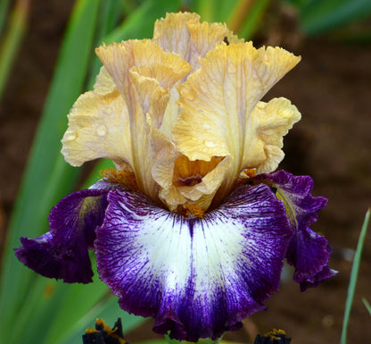 Bearded Iris Margin Call with yellow standards and purple plicata falls