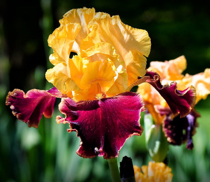 Close up of the Mexican Holiday bearded iris in bloom.