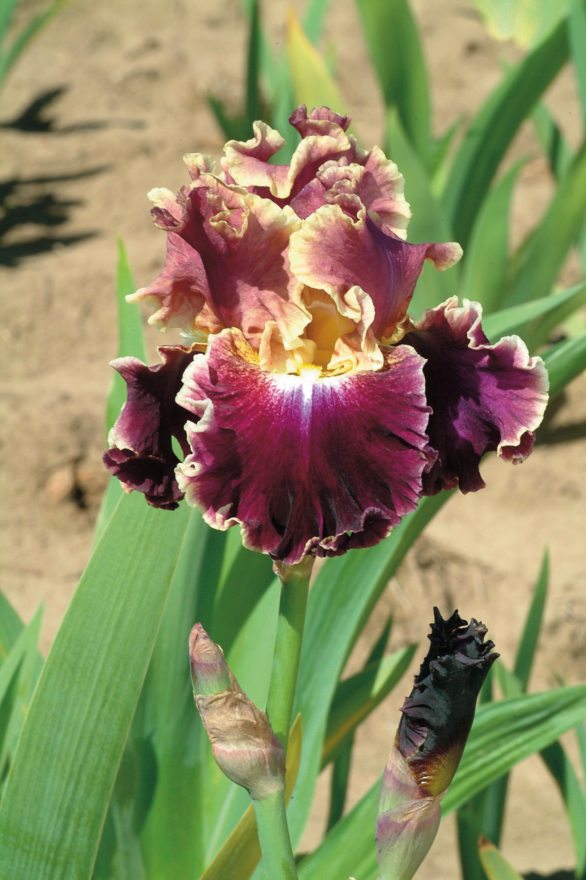 Montmartre Tall Bearded Iris with ruffled bishop’s purple petals and a pale straw rim.