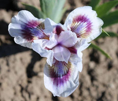 Iris Owyhee opal-Blue Buddha Farm