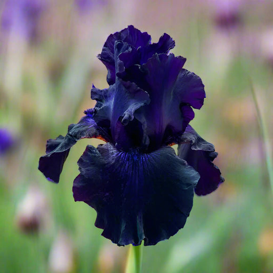 'Ozark Rebounder' Bearded Iris with dark velvety falls and rich purple standards, blooming at Blue Buddha Farm.