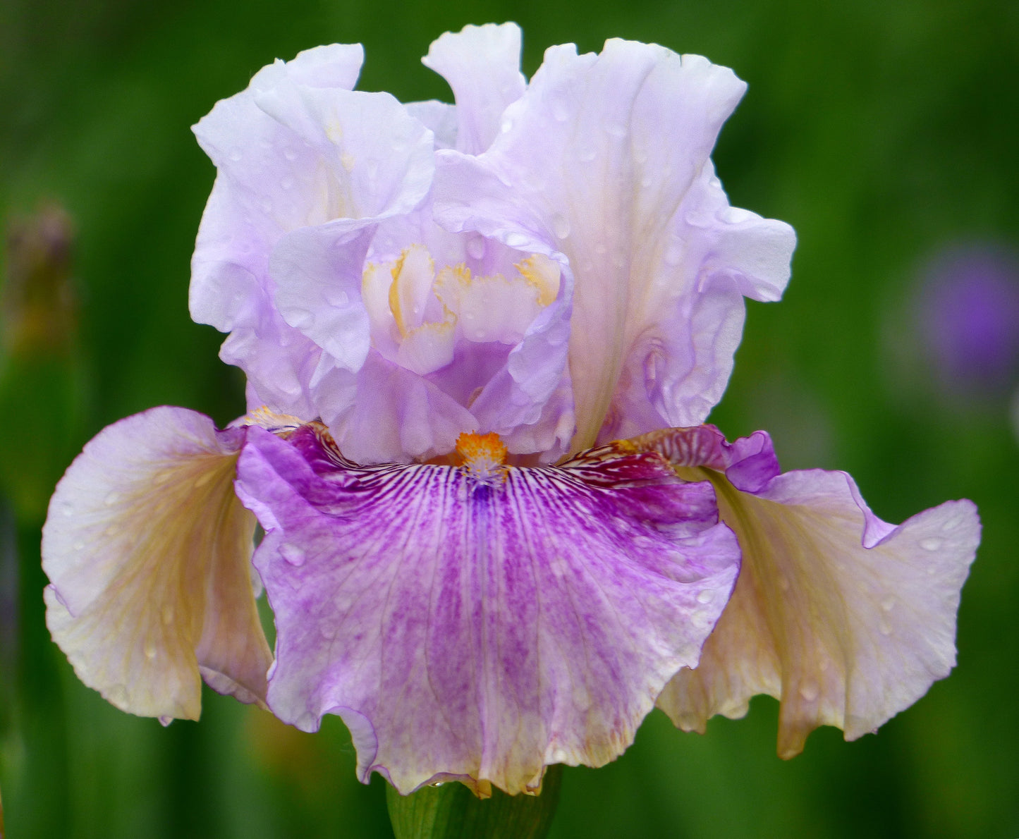 'Pickathon' Tall Bearded Iris featuring lavender standards feathered with magenta, grown at Blue Buddha Farm.