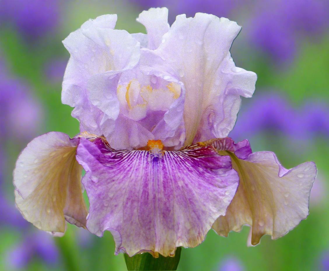 $4 Surprise Bearded Iris – Flash Sale